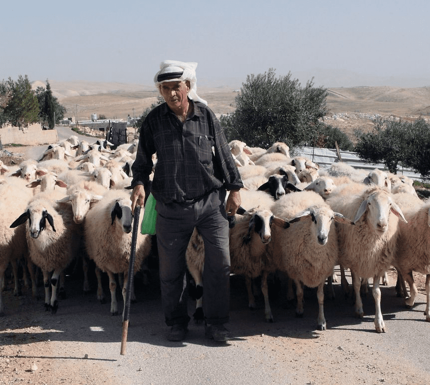 Żydzi ukradli Palestyńczykom 200 owiec