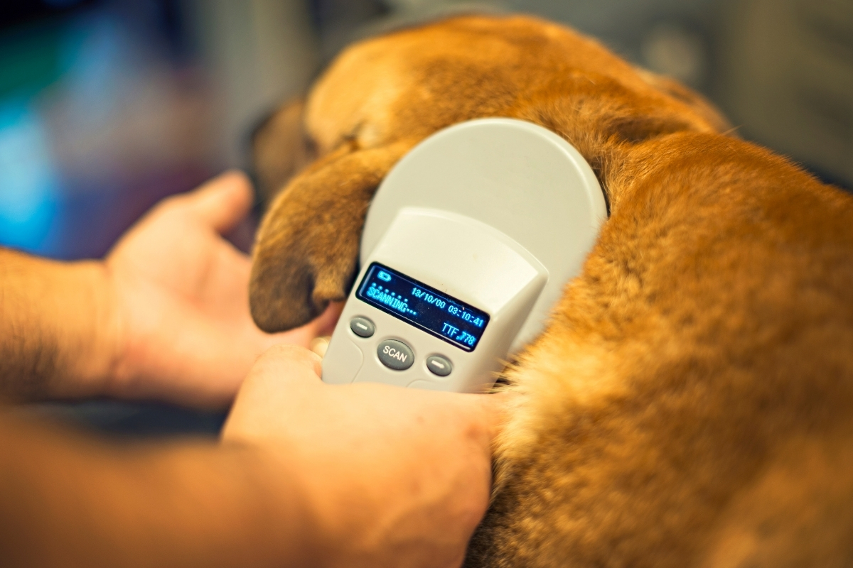 Klika POPiS niczym sanacja, wzięła się za znakowanie psów