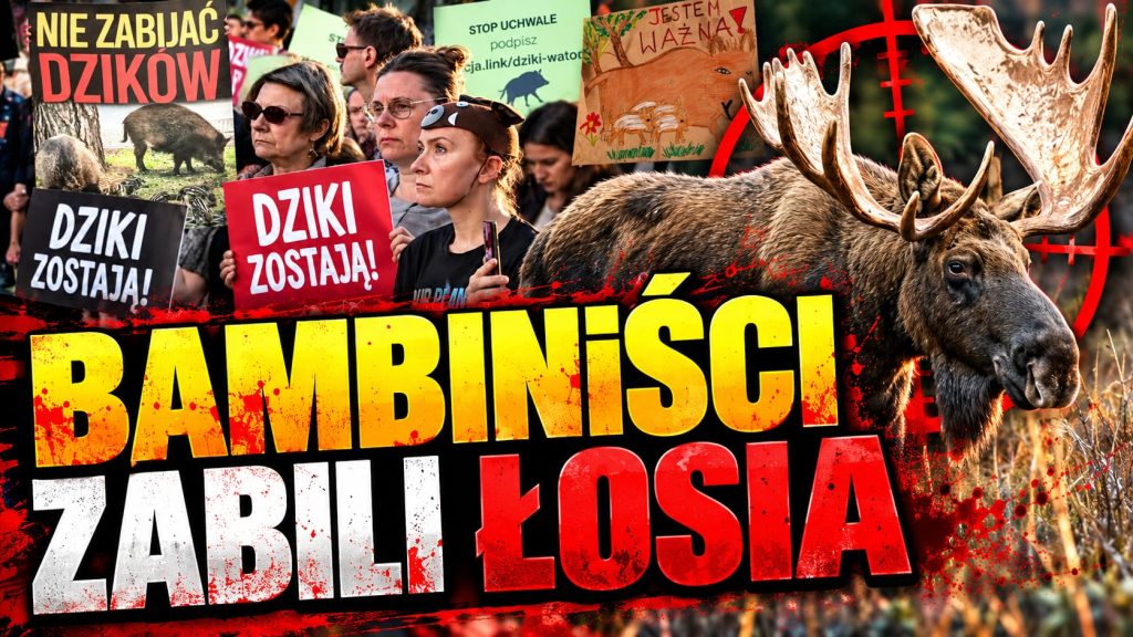 Protestowali w obronie dzików. Doprowadzili do męczarni łosia. P. Holocher i R. Patlewicz NA ŻYWO