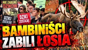Protestowali w obronie dzików. Doprowadzili do męczarni łosia. P. Holocher i R. Patlewicz NA ŻYWO