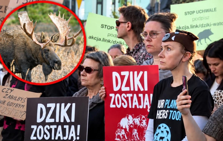 Bambiniści zablokowali ratunek dla rannego łosia